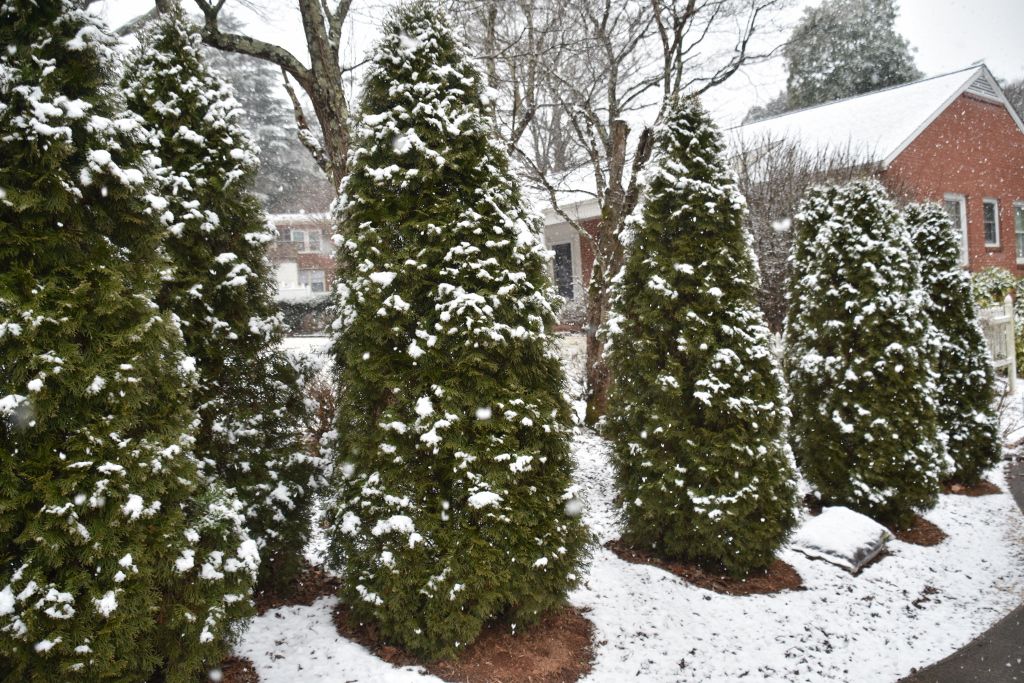 snow 1-31-20 002 (1024x683).jpg